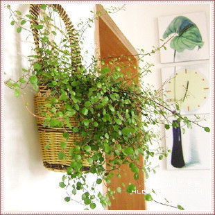四季常青植物:千叶草〖千叶吊兰〗盆栽图片