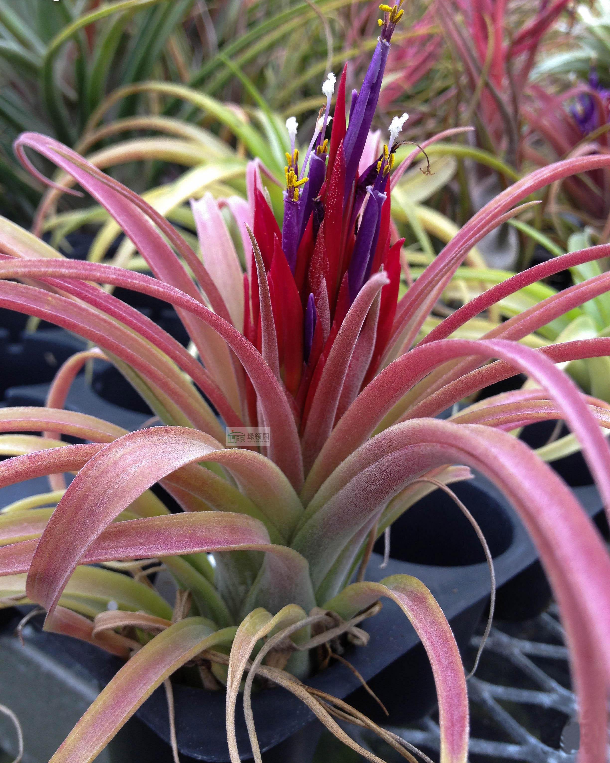 展示 空气凤梨 鸟岩 T. 'Queen's Trinket' 火焰精灵