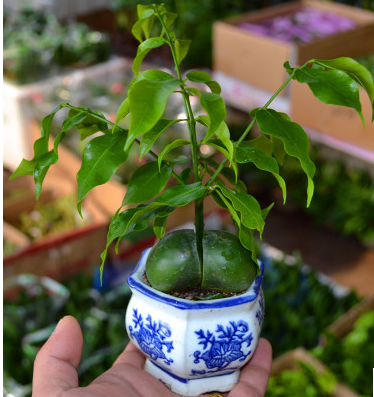 长沙绿植迷你盆栽开心果(绿元宝)招财进宝吸辐射元宝树同城室内