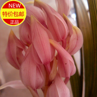 兰花 创意花卉绿植盆栽苗 蕙兰新品 红粉佳人花红美艳动人 浓香