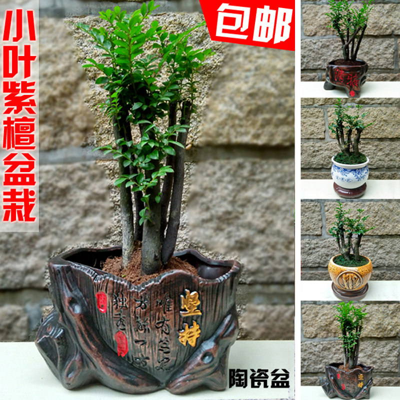 小叶紫檀绿植盆栽盆景树桩花卉水水培绿植