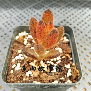 多肉故事馆/多肉植物【孙悟空兔耳】带盆栽好/进口品种多肉盆栽