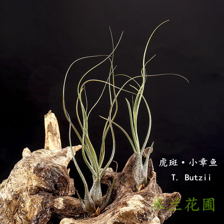 空气凤梨无土植物虎斑小章鱼t. butzii 室内空气绿植盆栽花卉