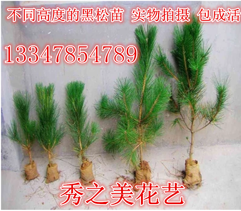 黑松小苗 黑松树苗 黑松盆景苗桌面绿植