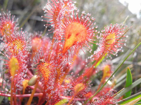 食虫植物-贝莉茅膏菜(小苗)