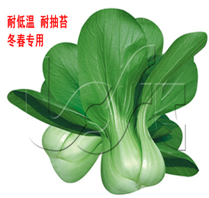 寒青 络芙特 耐低温耐抽苔油菜种子冬春专用耐冻青梗青菜种子100g