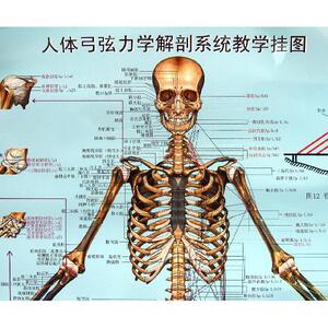 正版医学书人体弓弦力学解剖系统教学挂图