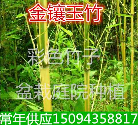 紫竹金镶玉竹竹子耐寒图片