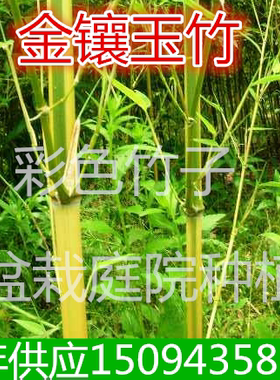 紫竹金镶玉竹竹子耐寒