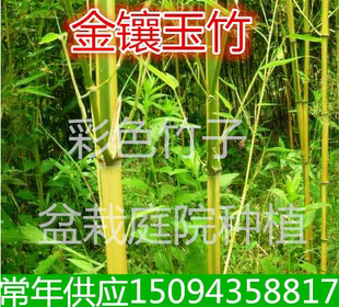庭院盆栽金镶玉竹黄竹青竹紫竹彩色竹子金镶玉竹小苗金镶玉竹根