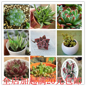 多肉植物组合盆栽/石生花/锦晃星白鸟/火祭/吉娃娃黑法师/虹之玉