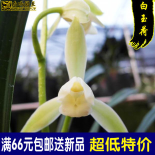 舌瓣素心好养浓香办公室特价 白玉荷 花卉绿植盆栽 兰花苗 建兰四季