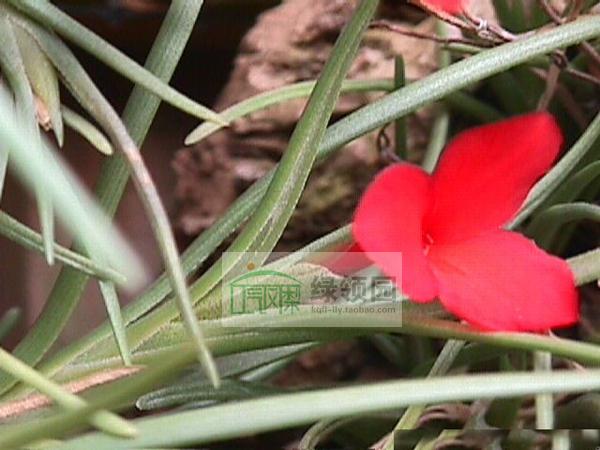 展示 空气凤梨  Tillandsia Albertiana Sm.Clump红花瓣小群生
