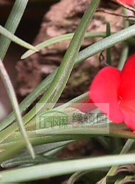 展示 空气凤梨  Tillandsia Albertiana Sm.Clump红花瓣小群生