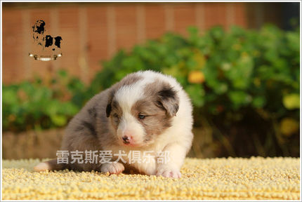 双血统边牧幼犬边境牧羊犬小狗哈里和YUKI蓝陨石色1DD包运