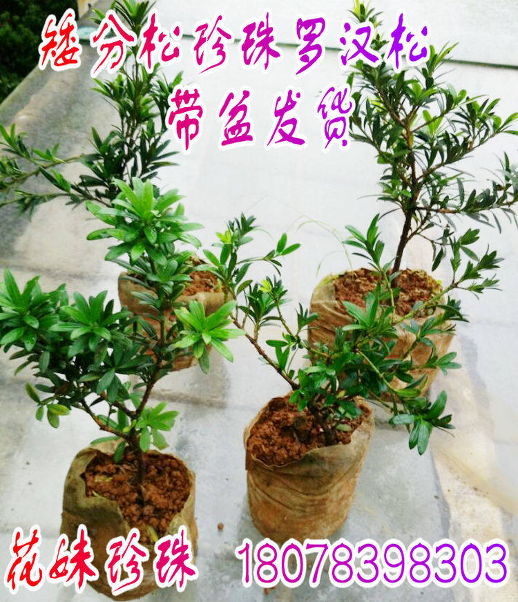 矮化多分枝珍珠罗汉松/矮化水边罗汉/矮化雀舌罗汉松盆景带盆发货