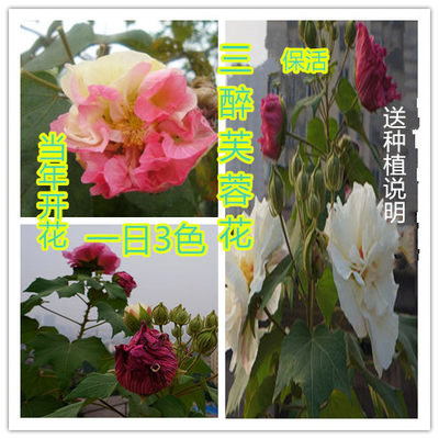 春夏秋冬开花重瓣变色木芙蓉花