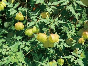 新鲜现采倒地铃白心籽心豆藤假苦瓜、风船葛带藤苦楝可发顺丰