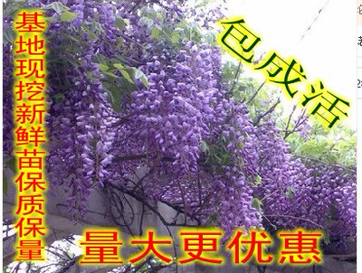 庭院植物大苗多花紫藤特价[UNK]