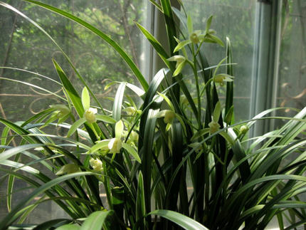 花卉银边兰花兰草建兰四季兰兰花草建兰素心正宗银边大贡绿植盆栽