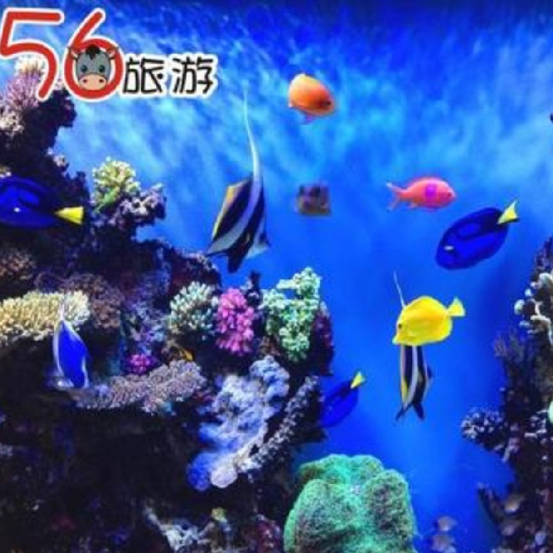 [Melbourne Aquarium Big Ticket]Melbourne Ocean Aquarium admission ticket Sealifein the Attraction tickets/Live performance/Theme Parks , Overseas attraction tickets  category - from Buy2taobao.com to provide professional Taobao agent buy service