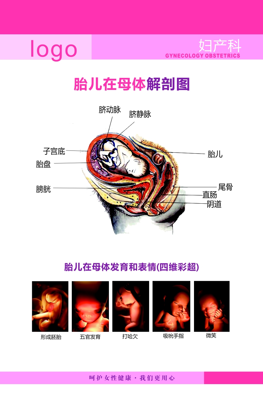 756海报印制展板写真喷绘925医院妇产科挂图胎儿在母体解剖图