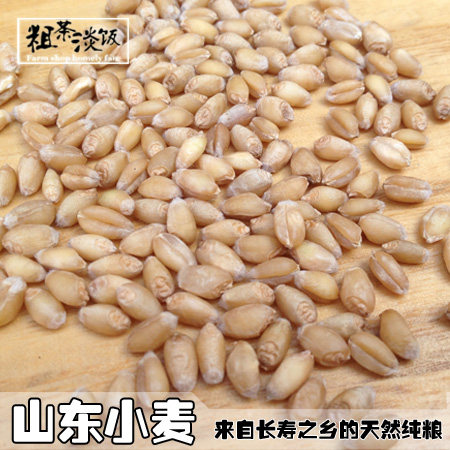 【小麦粒】山东麦子颗粒饱满可发芽带皮小麦米仁鱼饵宠物饲料五谷