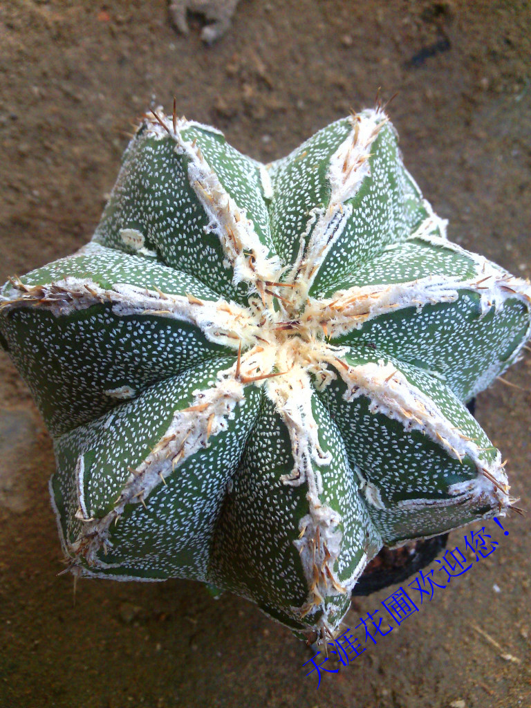 般若 鸾凤玉进口播种变异少有品种实生苗一物一拍。。。