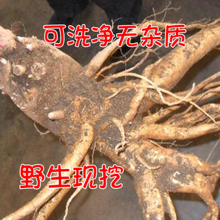 新鲜商陆根野生商陆大苋菜土冬瓜章柳根山萝卜牛大黄花商陆金七娘