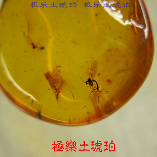 波罗的海的虫珀比较稀少，店主多年的慢慢积累收集了几款虫珀~此款里面有一只类似现代的蜻蜓非常小，用10倍以上的放大镜观察，非常很经典值得拥有哦~
