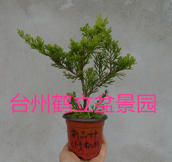 新品种  真柏小苗   修机柏 盆景素材