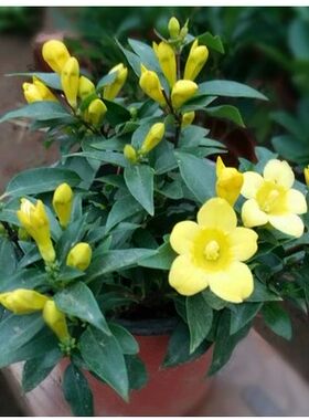 法国香水茉莉花期长耐寒攀爬植物