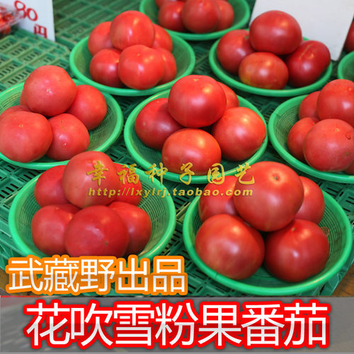 软果口感型番茄粉番茄汁水充足好