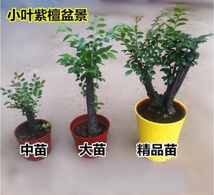 小叶紫檀盆景树桩 紫檀苗 实物拍摄 室内花卉盆栽 微型植物盆景
