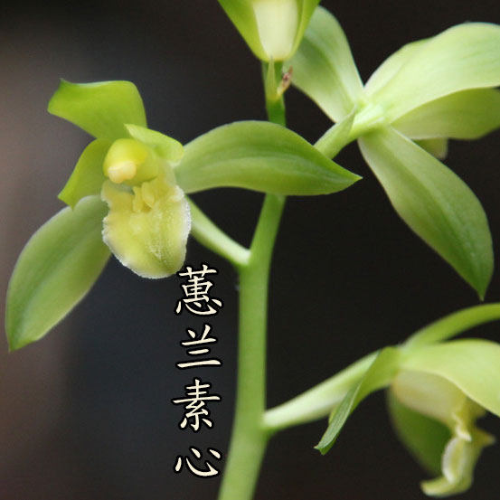 清仓价正品大气兰花蕙兰素心易养易开花绿植盆栽 免邮