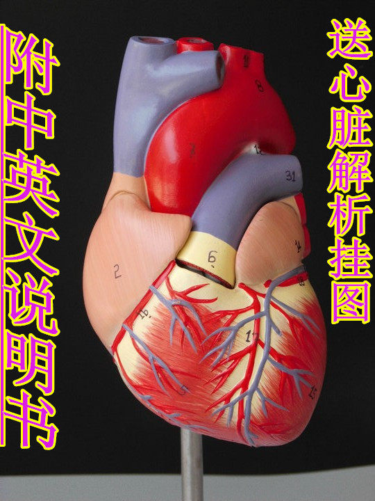 1:1人体心脏解剖模型 b超彩超心脏标本 医用循环系统内科模型