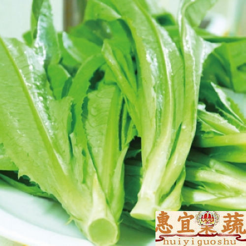 油麦菜 新鲜莜麦菜 苦菜 生菜 沙拉配料 低热量 高营养 惠宜果蔬