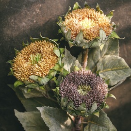 左岸麦田复古怀旧仿真花干花向日葵，花束太阳花假花装饰花插花单枝