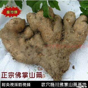 2026年梅川新鲜佛手山药，包邮四斤武穴佛手山药农二代东哥邢汉东
