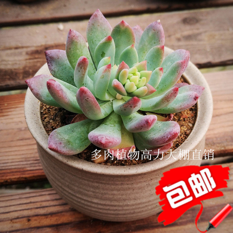 4.9元亏本甩卖蓝苹果韩国进口蓝精灵防辐射多肉精选盆栽多肉植物|ruв категории доставка цветов/цветок моделирования/растения садоводства, цветок/растения в горшках (новый), Суккуленты - от Buy2taobao.com для оказания профессиональной услуги покупки агента Taobao