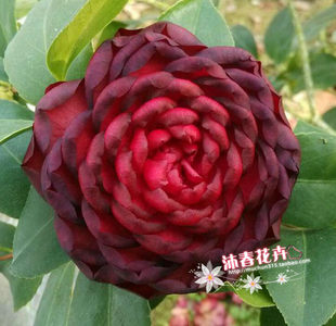 沐春花卉--精品茶花 金碧辉煌茶花盆栽 黑赤丹黑红色茶花假一赔十