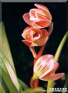 包邮老种兰花苗 药草 莲瓣兰 极品 荷瓣-“丹荷鼎 阳台盆栽花卉