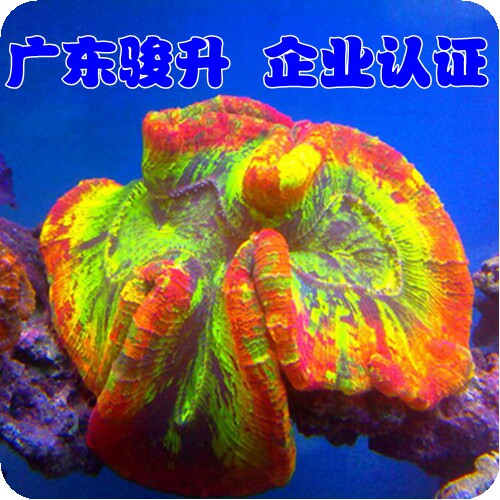 印尼开放脑-海水观赏鱼-活体- -珊瑚水族-死亡包赔