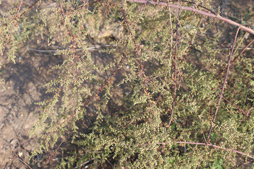 天然野生 桐臭蒿子/野生黄蒿子/臭蒿子