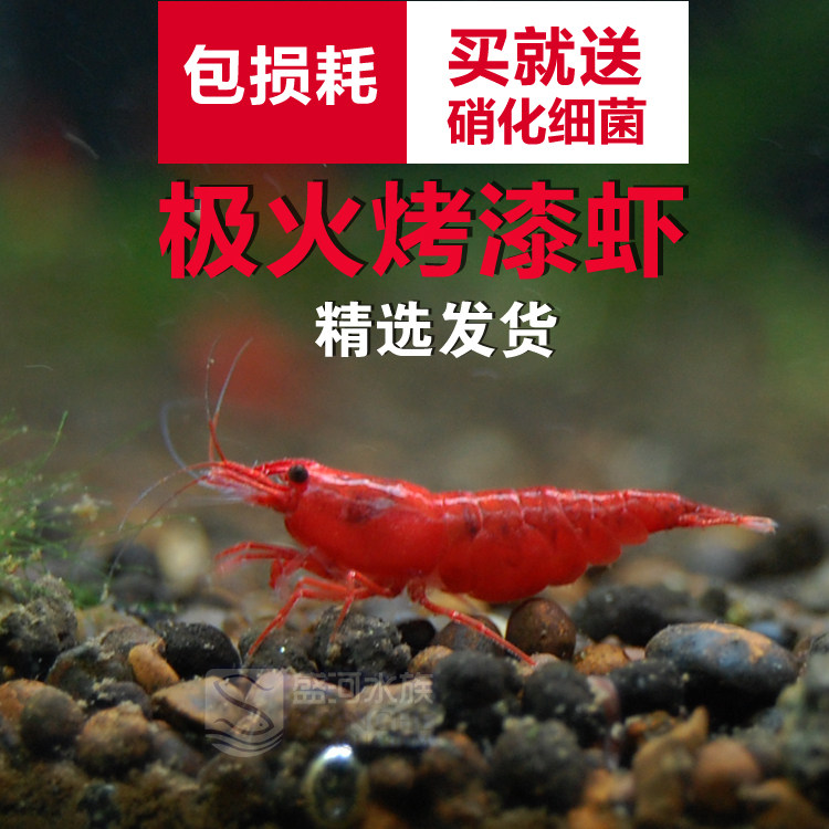 极火虾红色宠物虾烤漆 火焰虾樱桃虾 观赏虾清洁虾易繁殖额满包邮