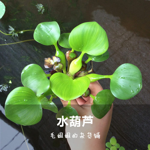 桌面水草造景美观净化水质
