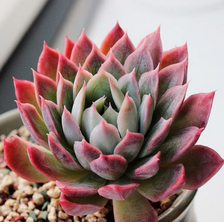 多肉植物 韩国进口多肉「火焰杯 蓝安娜」贵货正版叶片 叶插 韩系