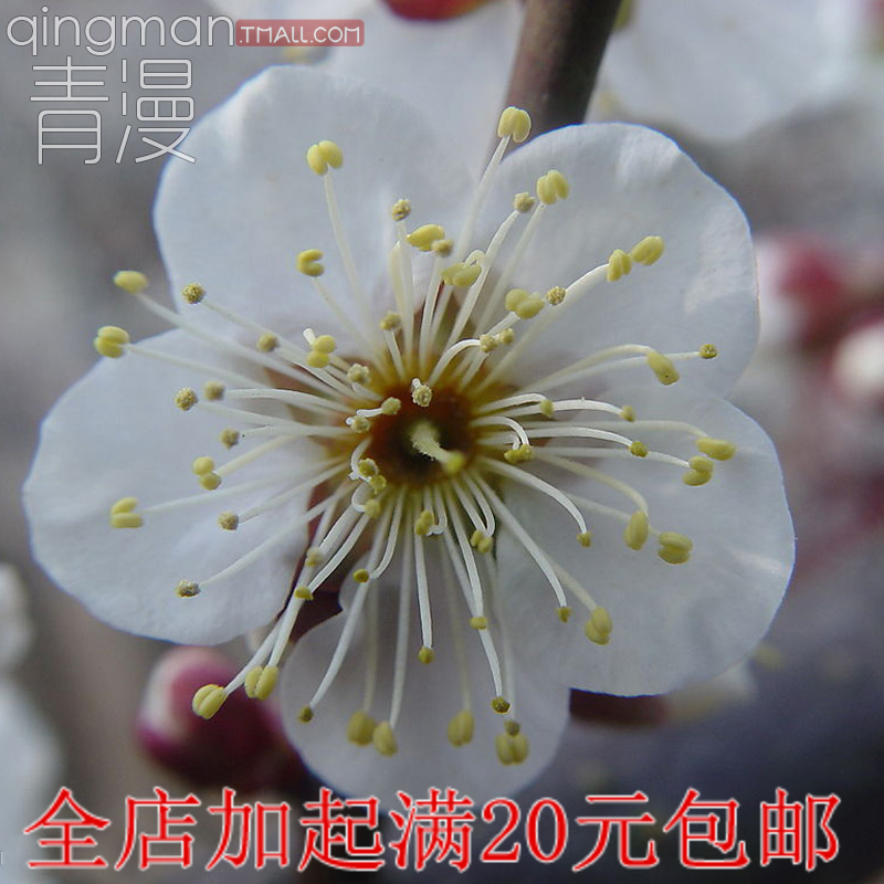 家居庭院绿植绿梅 白梅树苗 白色梅花苗 可盆栽 观花植物树苗