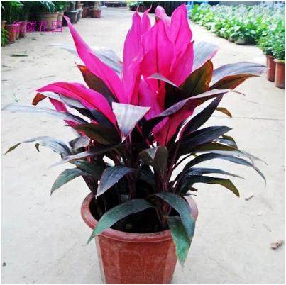 亏本满包邮 花卉盆栽 亮叶五彩朱蕉 红边朱蕉 亮叶红铁树 红竹苗