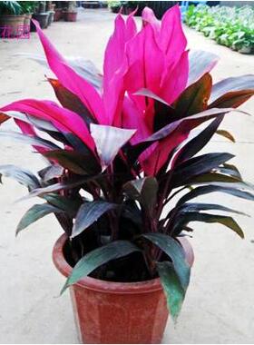 亏本满包邮 花卉盆栽 亮叶五彩朱蕉 红边朱蕉 亮叶红铁树 红竹苗